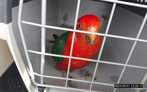Hledá se majitel uprchlého papouška