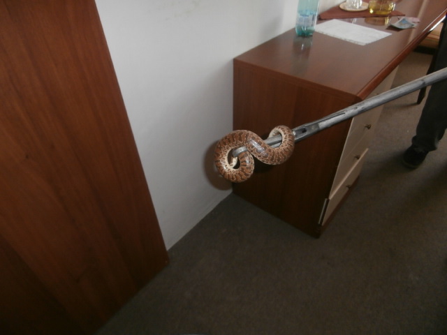 Strážníci odchytávali hada v jednom z hokejových pokojů