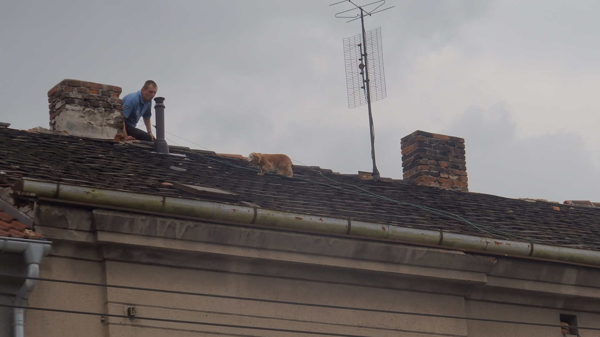 Pes na střeše